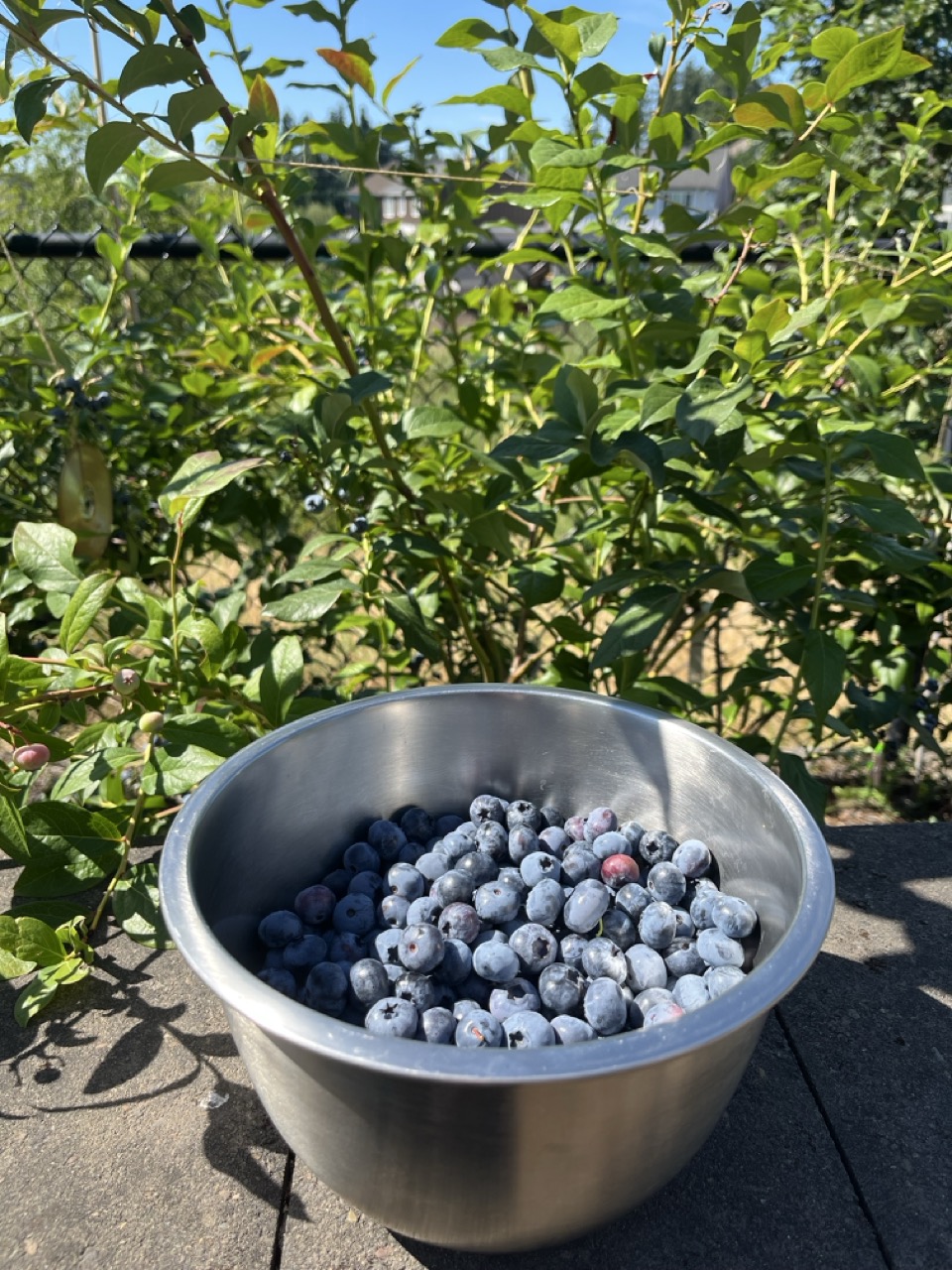 Blueberry plants in garden